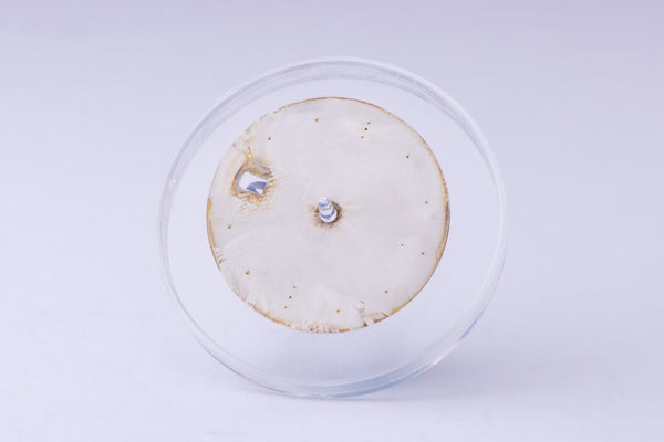 Load image into Gallery viewer, Rolex Yachtmaster "Swiss T < 25 " White Dial for Model 16623 - 16628 FCD29733
