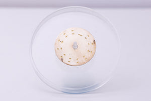 Rolex Oyster Perpetual silver dial for model 6719 FCD30321