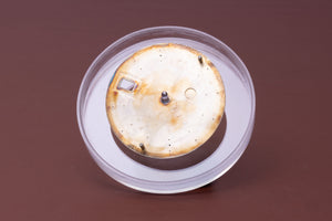 Rolex Date Champagne stick dial for model 1500 FCD31029