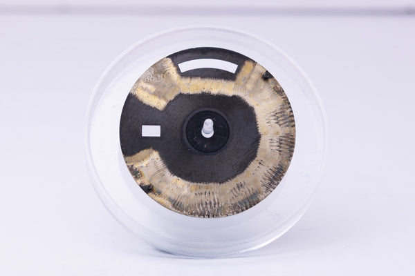 Load image into Gallery viewer, Rolex Day-Date DAMAGED Black Stick for model 18038 - 18238 FCD31263
